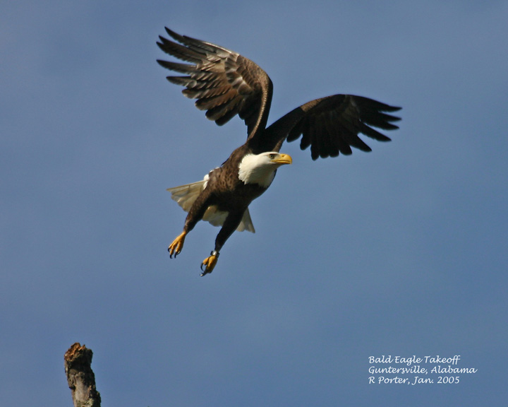 Near Guntersville Dam