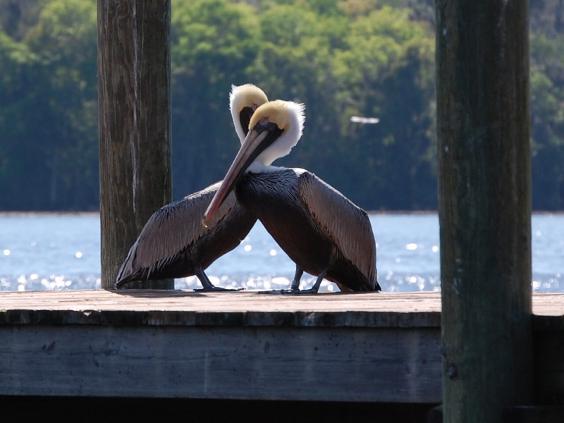 Necking on Georgetown dock