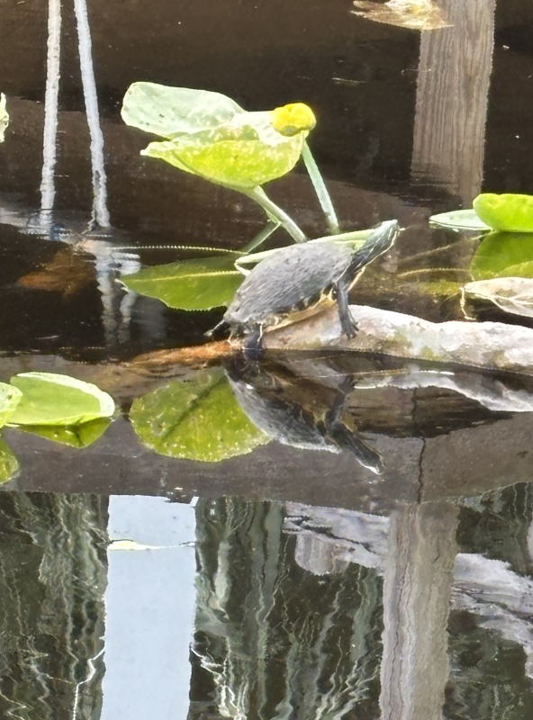Neighbor