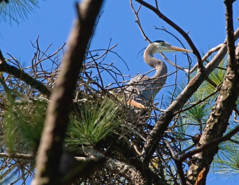 Nest-Sitting. Nest is surprisingly small and untidy but gets the job done.
