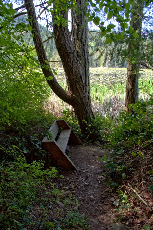 Nice little bench to just sit and listen to all the birds!