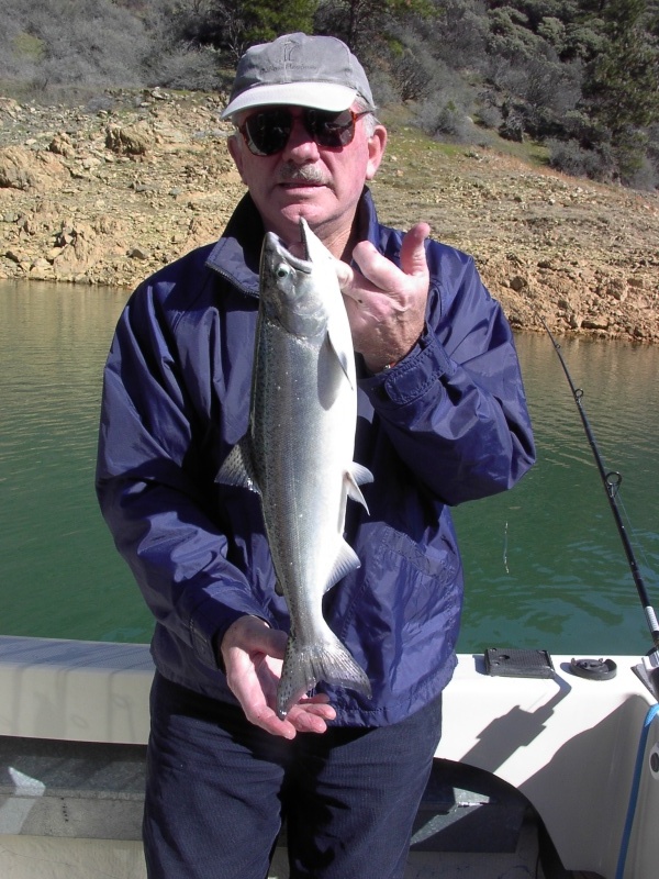 Nice Shasta Lake Salmon (landlocked King)