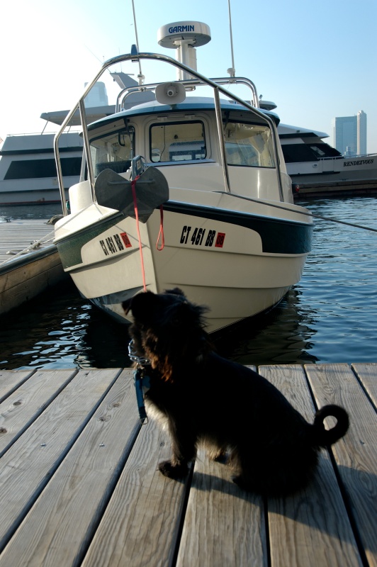 North Cove Marina, NY Harbor