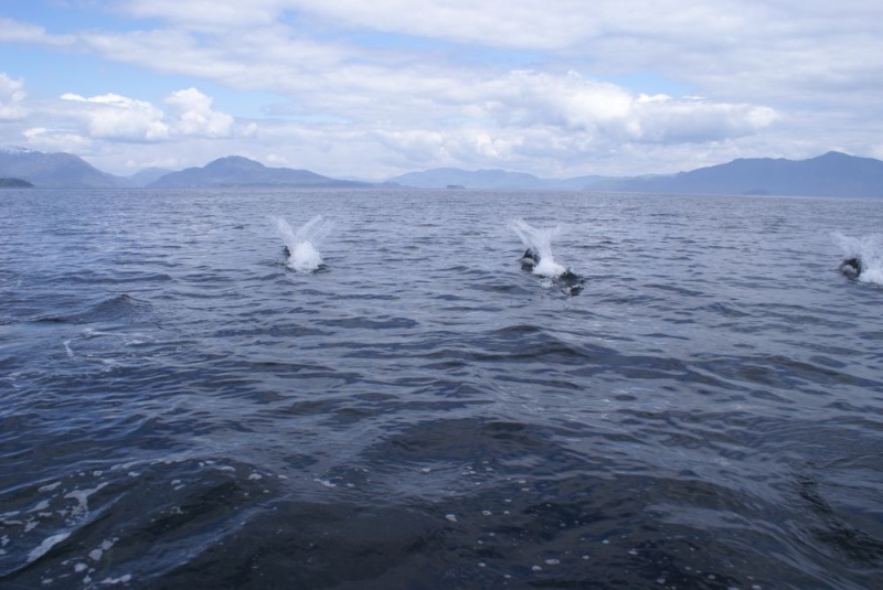 Northbound-DSC06413 Ernest Sound - Dall's Porpoises with a good shot of their characteristic double rooster tails.