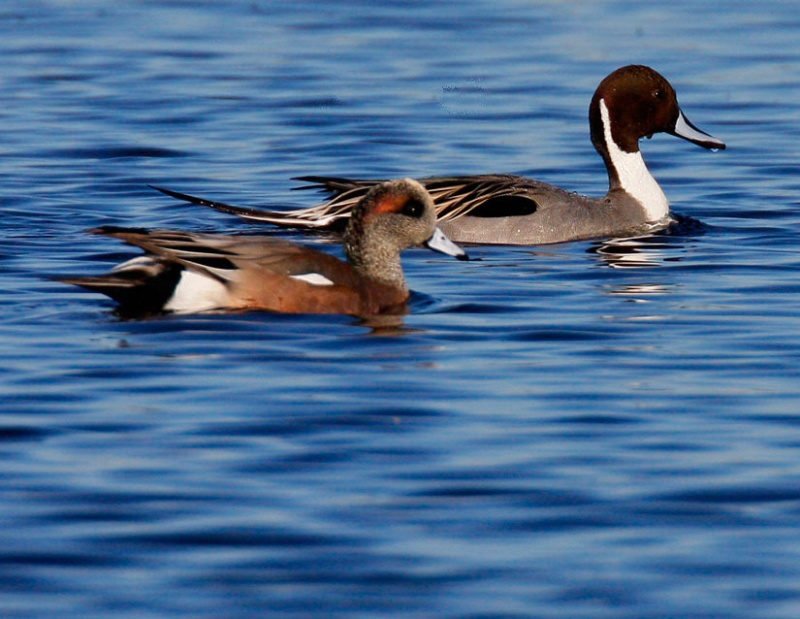 Northern Pintail Pair