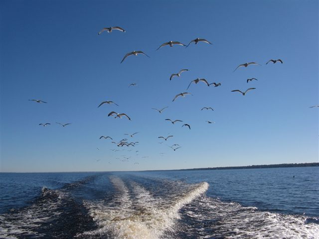 Note to Self:  Don't throw Cheetos at the Sea Gulls!