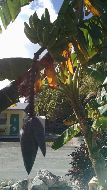 Notice bananas growing at the Black Fin upper sort of to the upper left in the picture