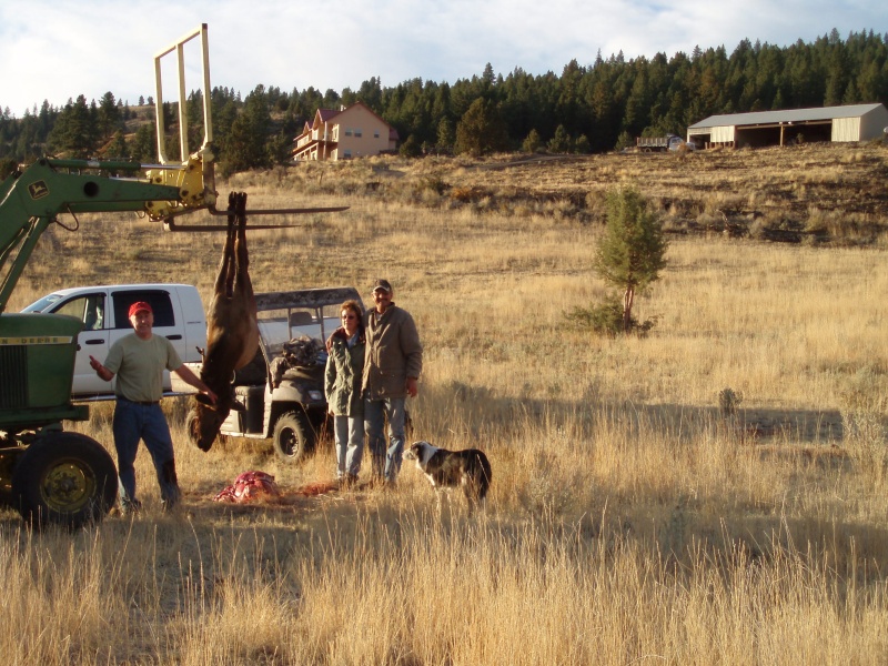 Oct 16 2007 elk -- 220 yds from the house -- and the first picture of the new ride...no, not the Ranger nor the John Deere!