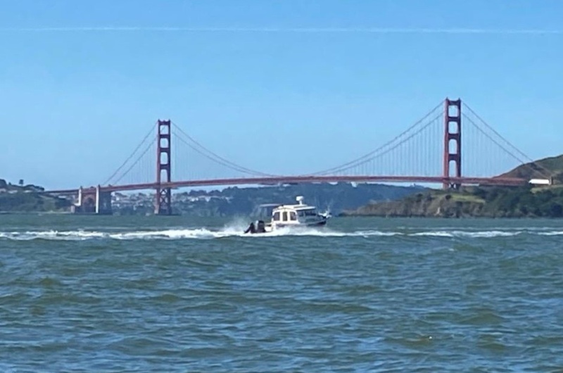 Octopus at Golden Gate 2