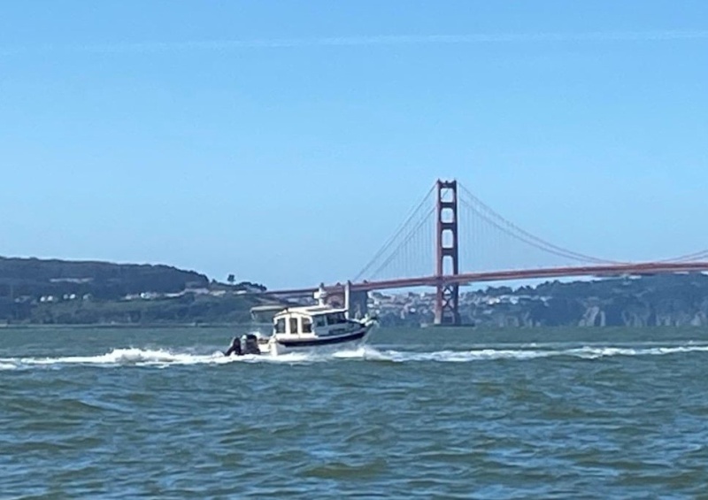 Octopus at Golden Gate