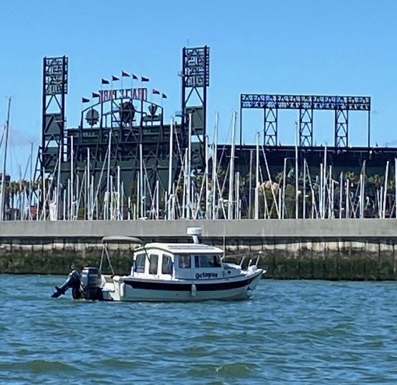 Octopus at the AT&T Park
