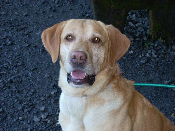 'ol "bo", the wonder dog'.