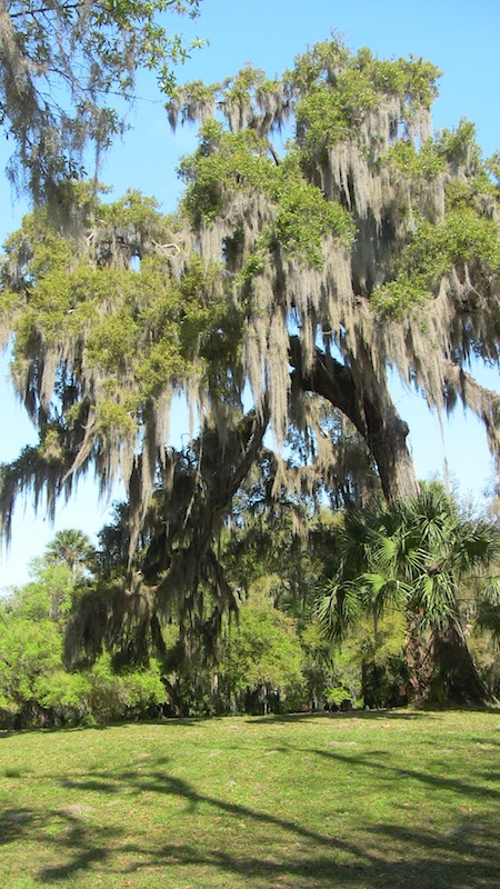 Old time Florida