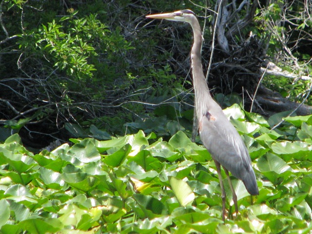 On Oklawaha River 4/09