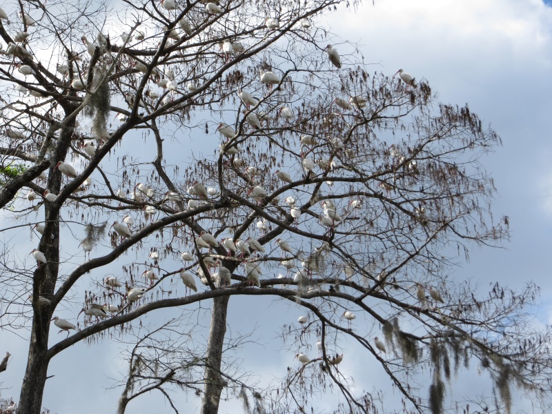 One of many trees full of birds.