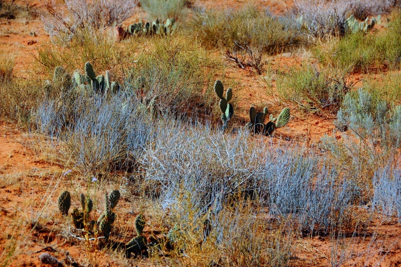Open your eyes and you will find beauty in the desert.