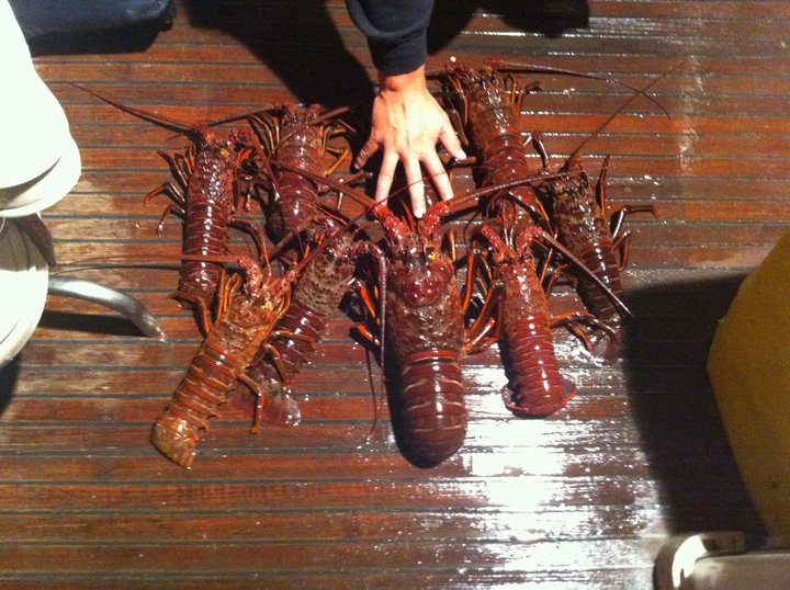 Opening season lobsters