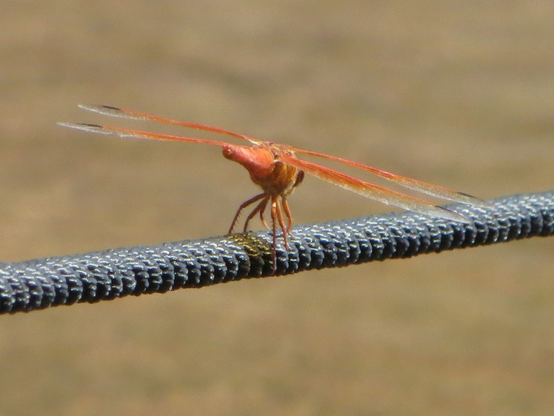 Orange Dragon Fly resting