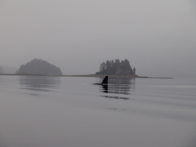 Orca in front of Chimney Rock.  Had taken photos of Hunkydory there more than a month prior.