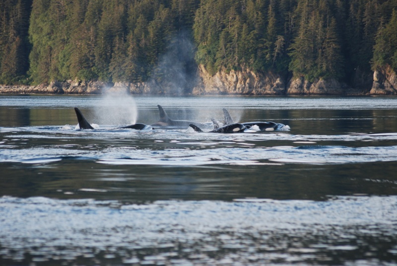 Orca in Lisianski Inlet on the way to Pelican.