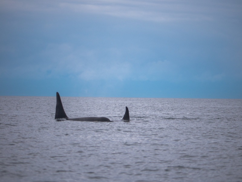 Orca Siting at Hero Strait