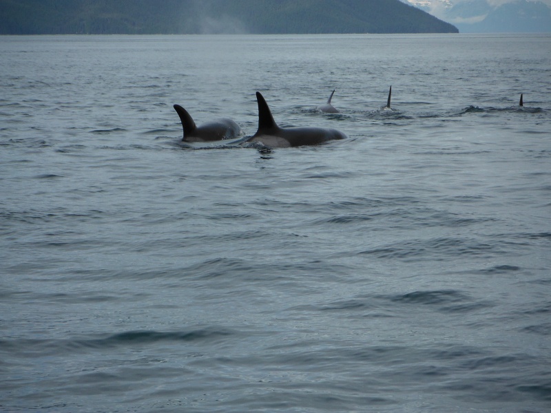 Orca, South Inian Pass Icy Strait