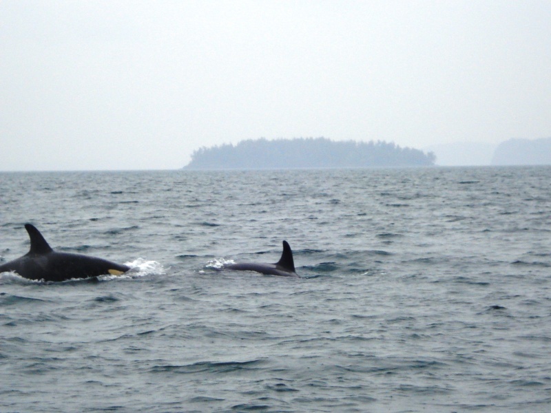 Orcas off of Sinclair Island