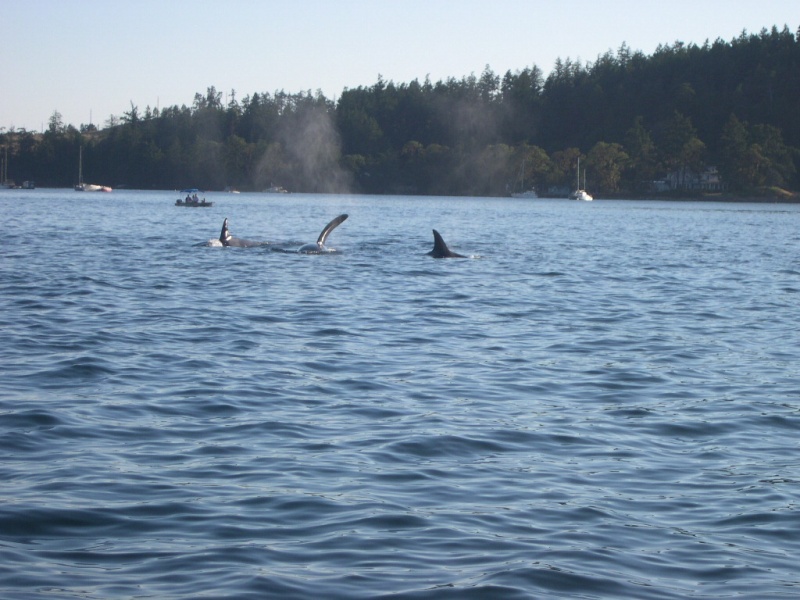 Orcas...West of Brown Island near Friday Harbor, Wa. 8/06