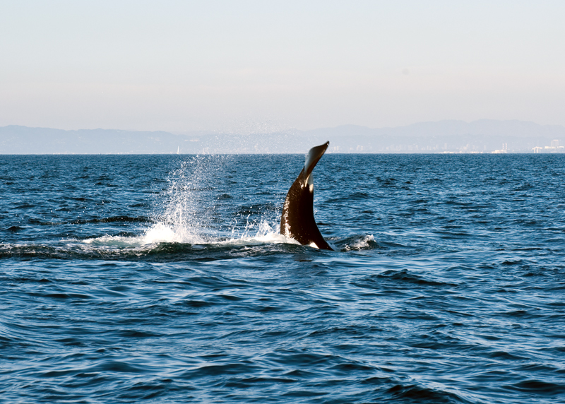 Orcas2