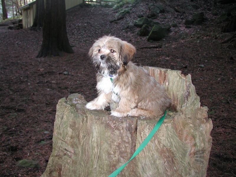 Oscar on Stump - Stuart Island - 2-21-04