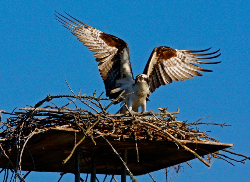 Osprey Beauty