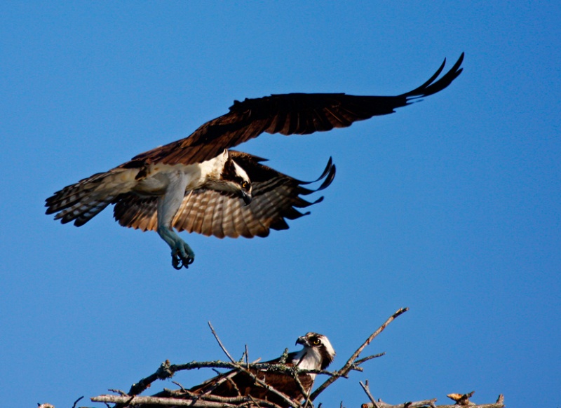 Osprey Landing