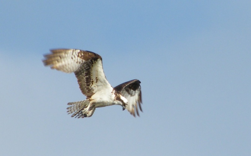 Osprey ready to dive