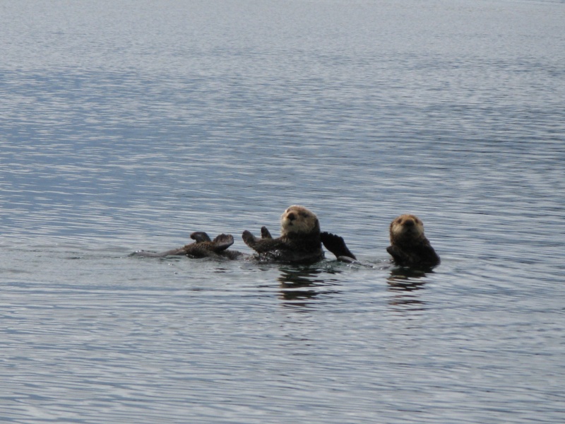 Otters in Sheep Bay
