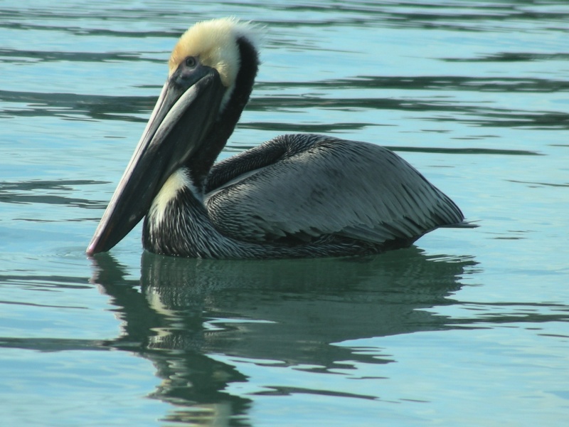 Our fishin' buddy.