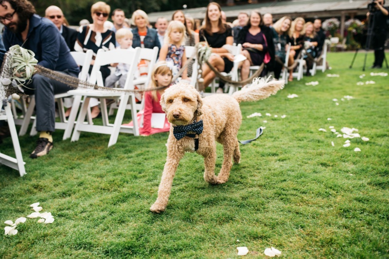 Our pup Ivar, the ring bearer
