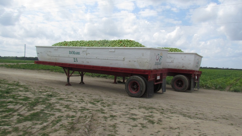 Outside Florida city a couple trailer loads of green tomatoes