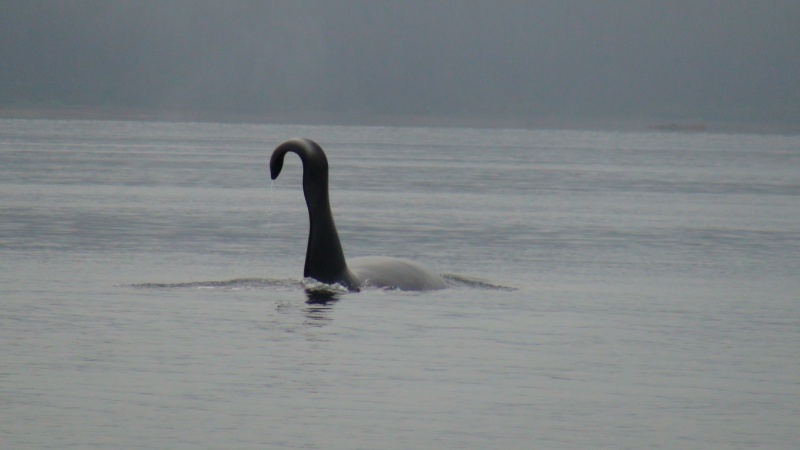 Over 5000 miles on the Inland Passage & finally our first Orca in Port Fredrick in sight of Hoonah.