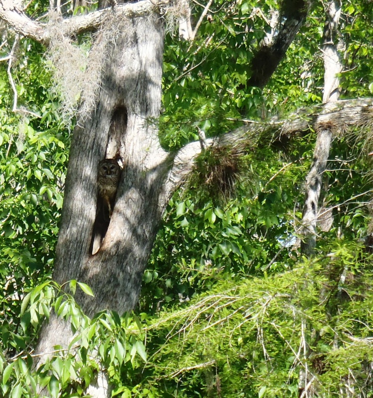 Owl at home