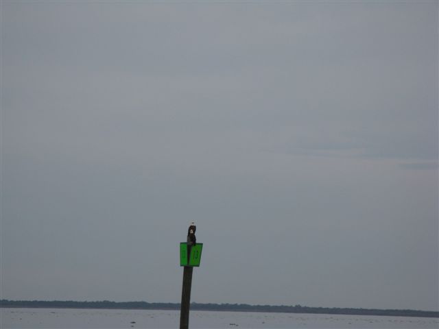 Pair of Eagles on Lake George