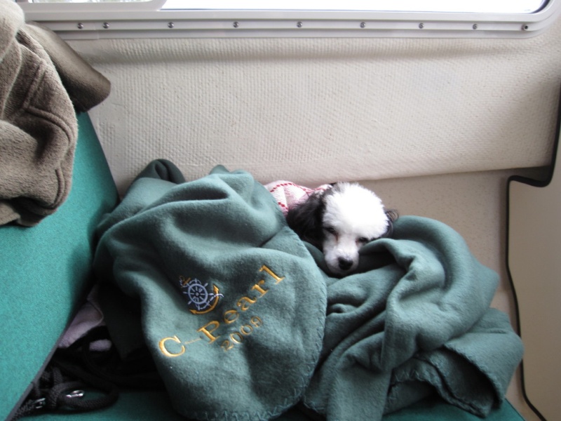 Panda enjoying her new blanket from Brenda on Gypsy