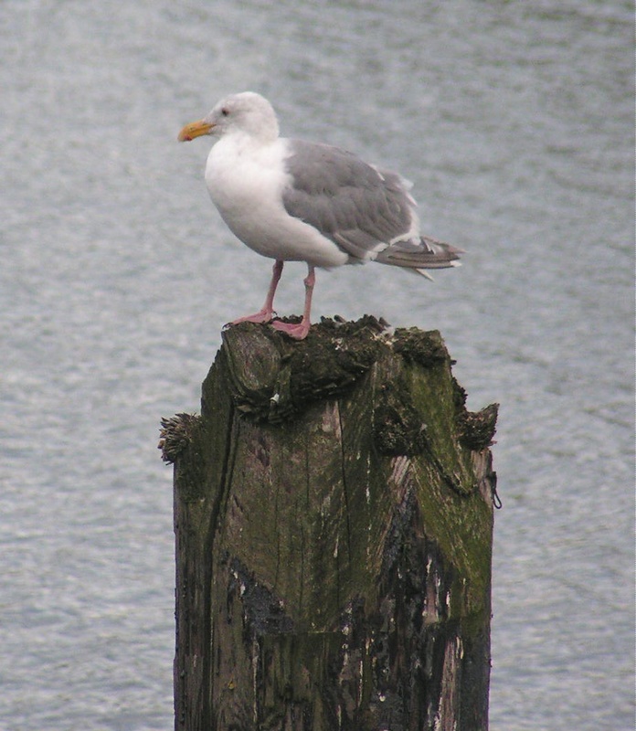 (Pat Anderson) A Seagull