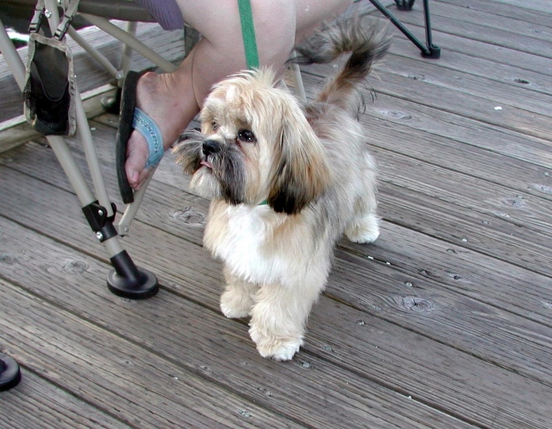 (Pat Anderson)  Oscar (Daydream), Wondering "Where's Skipper???? I Was Hoping to Meet Him..."