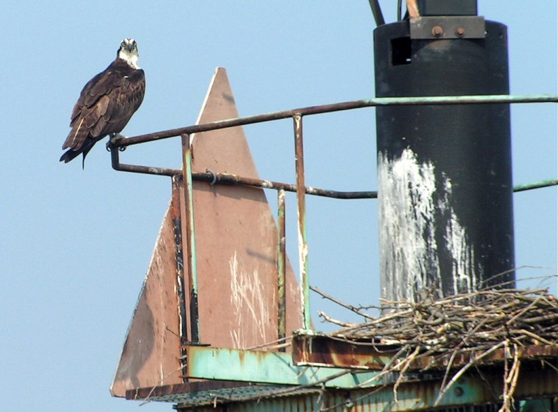 (Pat Anderson) Osprey are Everywhere!