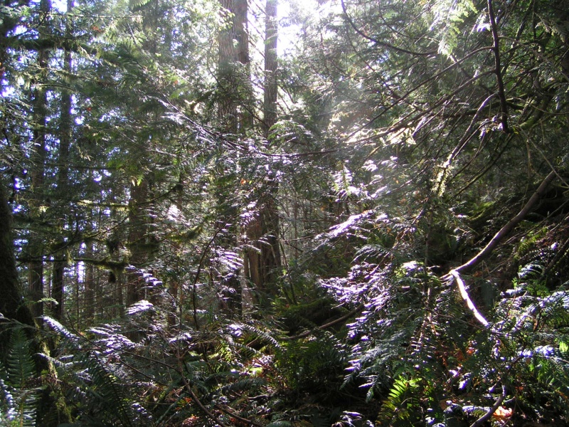 (Pat Anderson) Sunshine in the Forest Above Grace Harbour 9-16-05