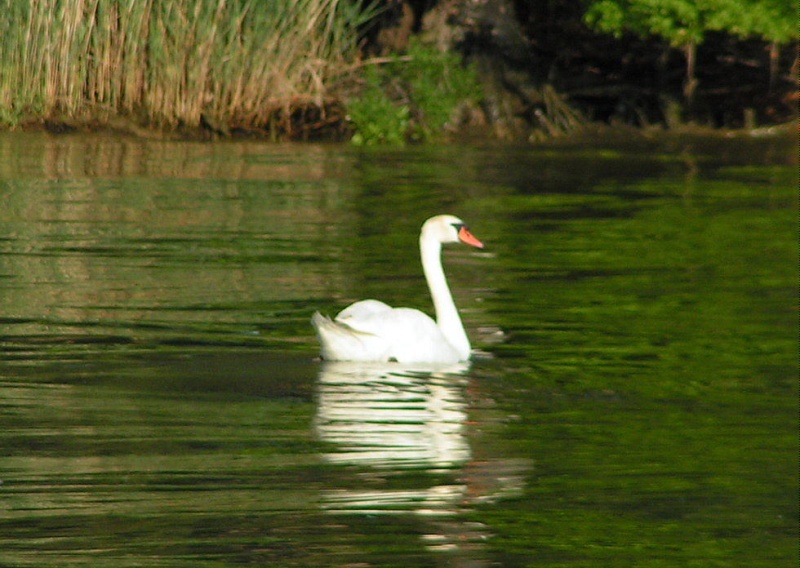 (Pat Anderson) The Ugly Duckling