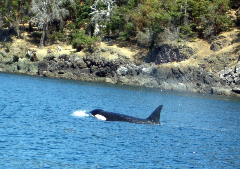 (Patty Anderson) Da Whale Pic