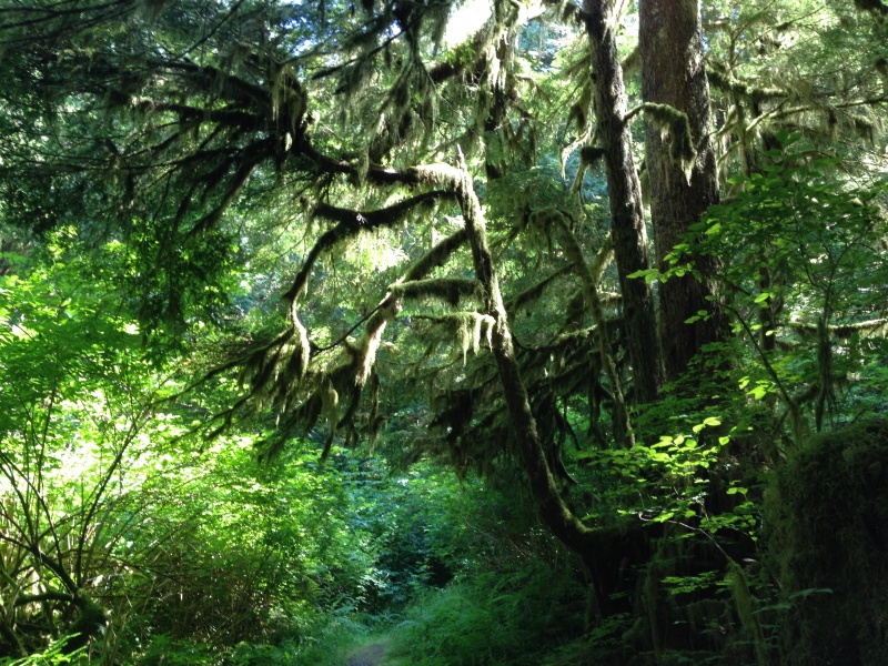 Peaceful forrest