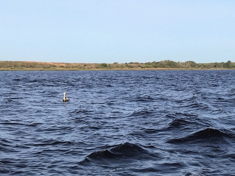 Pelican hanging out on the River