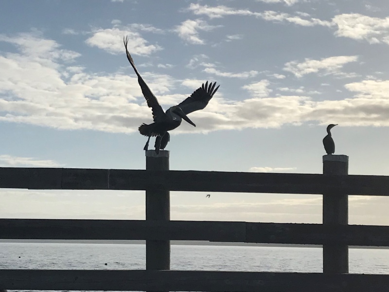 Pelican on the Lake George Fender